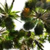 Palms III | Photography by Neon Dunes by Lily Keller