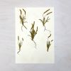 Vintage Pressed Botanical #2 | Pressing in Art & Wall Decor by Farmhaus + Co.