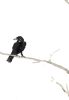 Raven in a Tree | Prints by Brazen Edwards Artist. Item composed of canvas and paper
