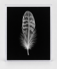 EXPOSED AUTUMN — FEATHER | Decorative Objects by Exposedart