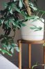 Plant Stand Indoor | Plants & Landscape by ROOM-3. Item made of wood