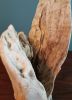 Driftwood Sculpture "Sound The Horn" | Sculptures by Sculptured By Nature  By John Walker. Item composed of wood compatible with minimalism style