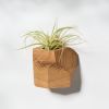 GEORGIA White Oak Air Plant Holder | Planter in Vases & Vessels by Untitled_Co