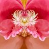 Steamy Peony - 7 Versions | Photography by Joanie Landau