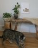 Isengrin Looking Up - White Edition | Prints by The Ugly Cat Studio