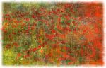 Poppy Red | Photography by Louise O'Gorman