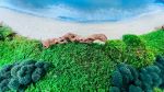 Abandoned Beach Art By Moss Art Installations | Decorative Frame in Decorative Objects by Moss Art Installations
