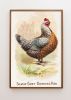 Vintage Hen Rooster Art, Vintage Chicken Art, Vintage | Prints by Capricorn Press. Item composed of paper in boho or minimalism style