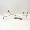 Elk Antler Sculpture | Sculptures by Farmhaus + Co.. Item composed of wood