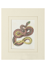 District Loom Vintage Snake Print Set of Two | Prints by District Loom