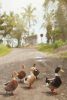 Ducks and drakes | Photography by Louise O'Gorman