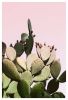 Cactus Print of prickly pear cactus against pink sky | Prints by Capricorn Press. Item composed of paper in boho or minimalism style