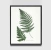 Botanical Print Set of 3, Fern Print Set, Set of Fern Prints | Prints by Capricorn Press. Item composed of paper in boho or minimalism style