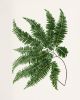 Fern Print Set, Farmhouse set of 6 fern prints, Cottagecore | Prints by Capricorn Press. Item composed of paper compatible with boho and country & farmhouse style