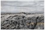 Beach grass | Photography by Louise O'Gorman