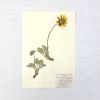 Vintage Pressed Botanical #28 | Pressing in Art & Wall Decor by Farmhaus + Co.