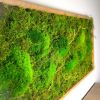 Plant Wall Art Moss and Fern Sculpture, Long Horizontal | Living Wall in Plants & Landscape by Sarah Montgomery