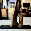 Rustic Driftwood Art Sculpture "Astute" | Sculptures by Sculptured By Nature  By John Walker. Item composed of wood in minimalism style