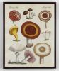 Mushroom Print, Antique Victorian Mushroom, Kitchen Art | Prints by Capricorn Press. Item made of paper compatible with boho and minimalism style