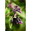 Photograph • Snack Time, Florals, Spring, Bee, PNW, Macro | Photography by Honeycomb. Item made of metal & paper