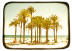 Palm Grove | Photography by Louise O'Gorman