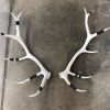Elk Antler Wall Mounts | Wall Sculpture in Wall Hangings by Farmhaus + Co.. Item made of wood with copper
