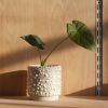 Kolo (Gloopy) Planter - 2 sizes | Vases & Vessels by Misewell