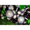 Photograph • Mushrooms, Fungi, PNW, Oregon, Macro | Photography by Honeycomb. Item made of metal with paper