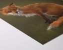 The Fox | Prints by The Ugly Cat Studio