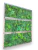 Living Wall Decor Plant Wall Art Moss and Fern Sculpture | Wall Sculpture in Wall Hangings by Sarah Montgomery