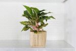 6" Chinese Evergreen + Basket | Planter in Vases & Vessels by NEEPA HUT. Item made of wood