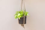 6" Neon Pothos + Hanging Planter Basket | Plant Hanger in Plants & Landscape by NEEPA HUT. Item composed of wood and fiber