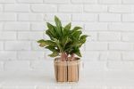6" Chinese Evergreen + Basket | Planter in Vases & Vessels by NEEPA HUT. Item made of wood