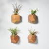 GEORGIA Elm Air Plant Holder | Planter in Vases & Vessels by Untitled_Co