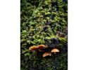 Photograph • Take Cover, Mushrooms, Fungi, PNW, Macro | Photography by Honeycomb. Item composed of metal and paper in boho style