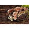 Photograph • Mushrooms, Fungi, PNW, Oregon, Macro | Photography by Honeycomb. Item made of metal with paper