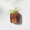 GEORGIA Walnut Air Plant Holder | Planter in Vases & Vessels by Untitled_Co