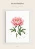 Botanical Watercolor Art Prints Bundle 18 Pages Printable Wall Art Eucalyptus Peony Olive Monstera Lavender Digital Download A4 Home Decor | Digital Art in Art & Wall Decor by Colorize Paper Studio