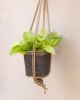 6" Neon Pothos + Hanging Planter Basket | Plant Hanger in Plants & Landscape by NEEPA HUT. Item composed of wood and fiber