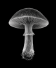 EXPOSED AUTUMN — MUSHROOM | Decorative Objects by Exposedart