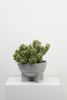 Dome Eros Planter | Vases & Vessels by Capra Designs