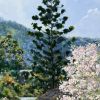 Oleander Drive, Ashgrove | Oil And Acrylic Painting in Paintings by Meredith H. Item composed of canvas in contemporary or country & farmhouse style
