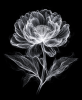 EXPOSED 006 — MADONNA LILY | Decorative Objects by Exposedart