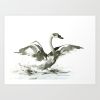 Cygnet | Prints by Brazen Edwards Artist. Item made of canvas with paper
