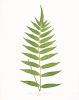 Fern Print Set, Fern Prints set of 4, set of 4 fern prints | Prints by Capricorn Press. Item composed of paper in boho or minimalism style
