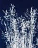 Ornamental Grass One | Prints by Kathy Ferguson Art