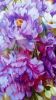 Large floral canvas, Purple peony oil paintings on canvas | Oil And Acrylic Painting in Paintings by Natart. Item made of canvas with synthetic works with contemporary style