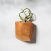 GEORGIA Cherry Air Plant Holder | Planter in Vases & Vessels by Untitled_Co