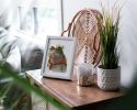 Monarch of the Marsh | Prints by The Ugly Cat Studio