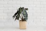 6" Alocasia Poly + Planter Basket | Vases & Vessels by NEEPA HUT. Item made of wood with fiber